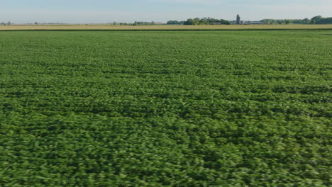 Aerial-Panorama-of-Lush,-Fully-Grown-Soybean-Field-in-Rural-Agriculture-Setting
