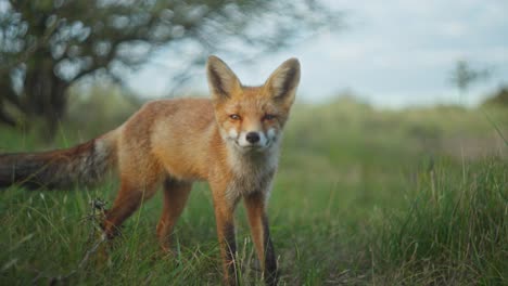 Close-up-shot-of-a-red-fox-looking-around-then-looking-into-the-camera-before-turning-and-walking-away,-slow-motion