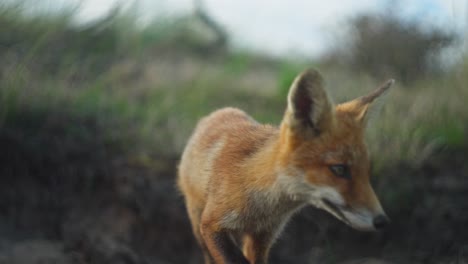 Extreme-close-up-of-a-fox-sniffing-the-air-and-looking-into-the-camera-before-walking-away,-slow-motion