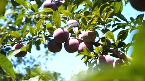 Ripening-purple-plums-on-a-tree-branch-on-a-warm,-sunny-day