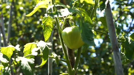 Green,-ripening-tomato-on-the-bush's-stem-on-a-warm,-sunny-day