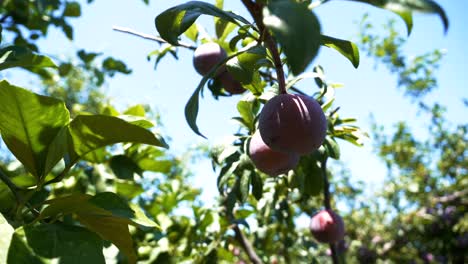 Close-up-of-ripening-purple-plum-fruits-on-a-tree-branch