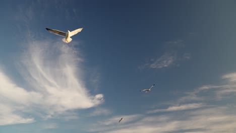 Pájaros-Capturados-Volando-Alto-En-El-Cielo