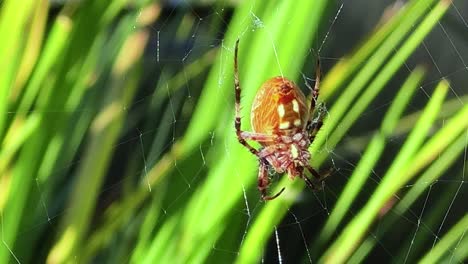Close-up-shot-of-a-garden-spider-still-in-the-web-in-sunny-California---Araneus-diadematus