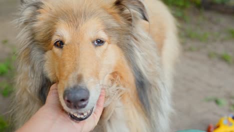 Close-Up-POV:-Human-Animal-Bond-with-Collie-in-Slow-Motion