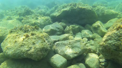 Algae-and-stones-on-seabed,-scuba-diving-and-snorkel-on-shallow-sea-lagoon-near-rocky-coastline-of-Ionian-sea