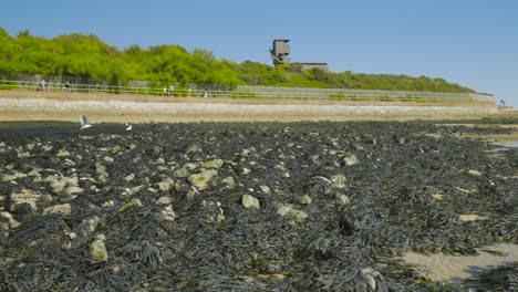 Low-angle-footage-of-algae-covered-beach-rocks-at-low-tide,-watchtower