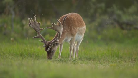Medium-shot-of-a-male-fallow-deer-grazing-in-a-meadow-at-sunset-then-looking-up-and-brushing-bugs-away-with-its-ears-and-tail