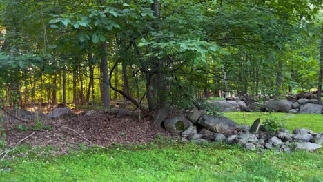 Wald-Mit-Blättern-Auf-Dem-Boden-Und-Felsen