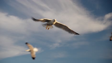 Tracking-shot-of-Seagull-in-flight