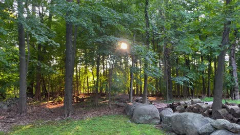 Sun-through-forest-trees-with-lens-flare