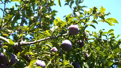 Ripening-purple-plum-fruits-on-a-tree-branch-on-a-warm-sunny-day