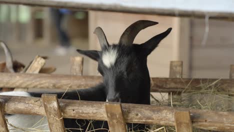 Stable-shot,-black-cute-goat-with-two-horns-eating-dry-grass
