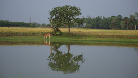 Cow-eating-grass-from-a-pond-side-field-in-a-sunny-blue-sky-weather--Cow-reflection-on-pond