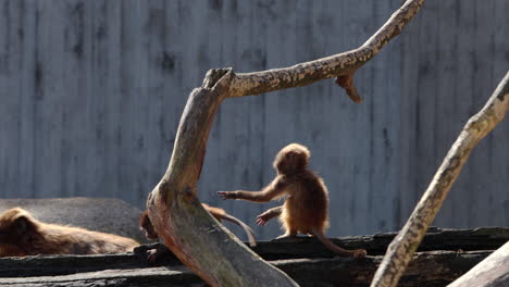 Two-monkey-children-play-together-in-the-zoo-enclosure-and-run-back-and-forth