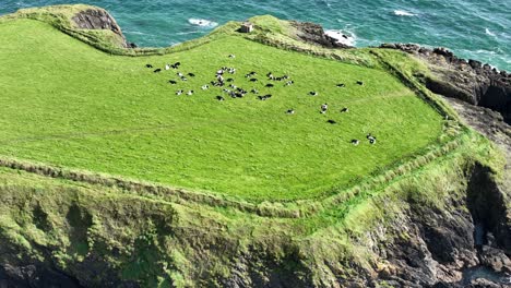 Küste-Irlands-Drohne-Fliegt-An-Einem-Sommertag-über-Eine-Rinderherde,-Die-Auf-Einem-Feld-Hoch-Oben-Auf-Einer-Landzunge-An-Der-Kupferküste-Von-Waterford-Weidet