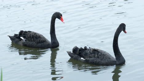 Two-black-swans-swim-in-the-lake-under-sunlight-landscape