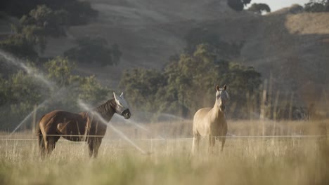 Zwei-Ranchpferde-Stehen-Während-Der-Goldenen-Stunde-Auf-Einer-Bewässerten-Weide