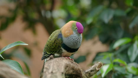 Colorful-bird-attracts-attention-with-sounds