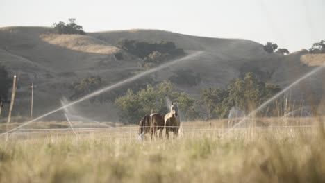 Two-horses-walking-through-an-irrigated-farming-field
