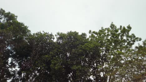 Cinematic-left-to-right-shot-of-tropical-green-leaved-trees-during-a-very-cloudy-day-in-daylight