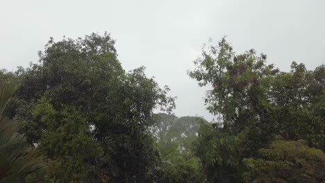 Cinematic-footage-capturing-a-tropical-climate-during-the-daytime-with-rainfall