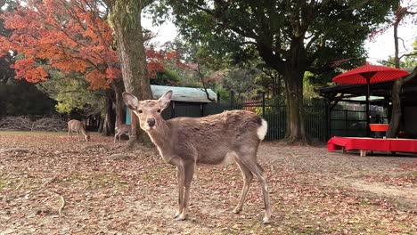 Deers-in-Japan,-in-Autumn,-Nara,-Japan