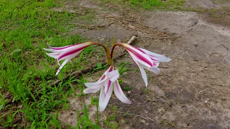 Isolated-beautiful-wild-pink-and-white-striped-trumpet-lily-flower-crinum-litafolium