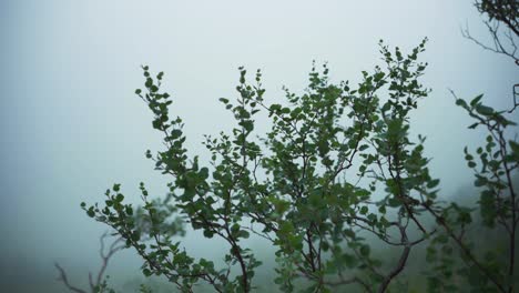 Plants-Growing-On-A-Forest-During-Misty-Morning