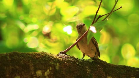 Elaenia-Bird-Hopping-and-Looking-Around-on-a-Tree-Branch-in-a-Forest