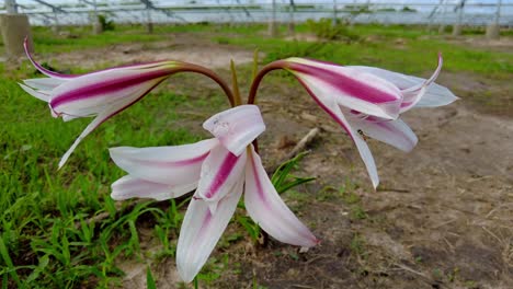 Isolierte-Schöne-Wilde-Rosa-Und-Weiß-Gestreifte-Trompetenlilienblume-Crinum-Litafolium-Aus-Nächster-Nähe