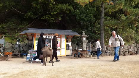 Hirsche-Und-Touristen-Auf-Einer-Tempelinsel-In-Japan