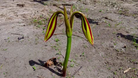Isolierte-Schöne-Wildrosa-Gestreifte-Trompetenlilie-Crinum-Litafolium-Blumenzwiebel