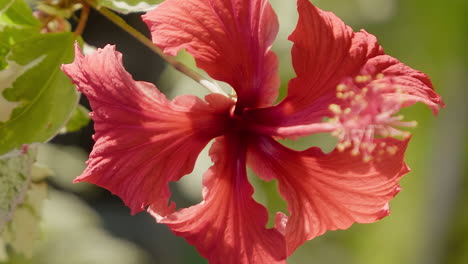 Rack-focus-on-bright-red-hibiscus-flower,-Isle-of-Pines