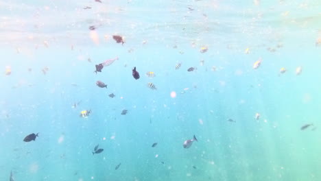 Shoaling-collection-of-fish-feeding-near-the-sea-surface-with-sparkling-sun-rays-while-snorkelling-in-the-crystal-clear-sea-waters-of-Pulau-Menjangan-island,-Bali,-Indonesia