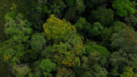 Expedición-Amazonia-Ecuatoriana:-A-Vista-De-Pájaro-Sobre-Las-Copas-De-Los-árboles