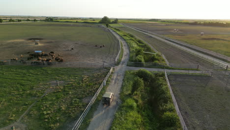 Bison-farm-in-Europe-seen-from-the-air