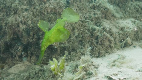 Animal-Marino-Verde-Robusto-Pez-Pipa-Fantasma-Solenostomus-Cyanopterus-En-Su-Hábitat-Natural