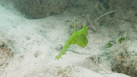 Marine-animal-Green-Robust-Ghost-Pipefish-Solenostomus-cyanopterus-in-its-natural-habitat