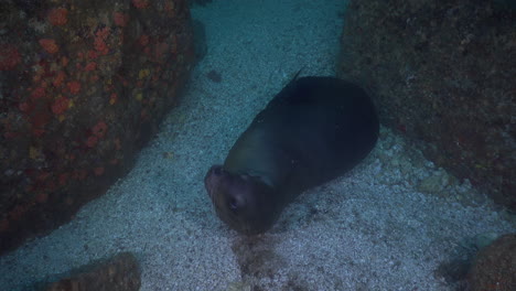 A-Sea-lion-playing-on-sandy-ground-inside-a-cave-at-Sea-of-Cortez