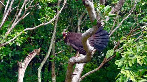 Australian-Brush-Turkey-sitting-on-tropical-rainforest-branch-in-Burleigh-Head-National-Park,-Queensland