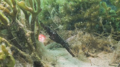 Meerestier-Robuster-Geisterpfeifenfisch-In-Seinem-Natürlichen-Lebensraum
