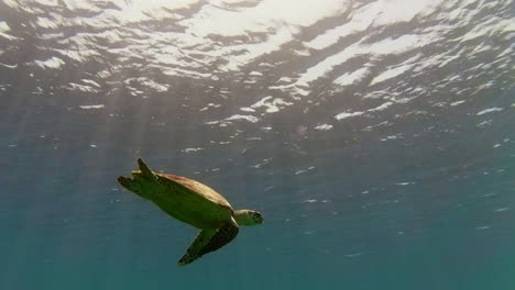 Die-Karettschildkröte-Schwebte-Im-Aquablauen-Ozean-Und-Bewegte-Sich-Anmutig-Im-Kristallklaren-Wasser,-Wobei-Sonnenstrahlen-Das-Tier-Beim-Schwimmen-Erhellten