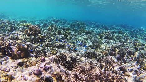 Atemberaubende-Korallenklippen-Und-Farbenfrohe-Neon-Riffbarsche-Beim-Schnorcheln-Im-Kristallklaren-Meerwasser-Der-Insel-Pulau-Menjangan,-Bali,-Indonesien
