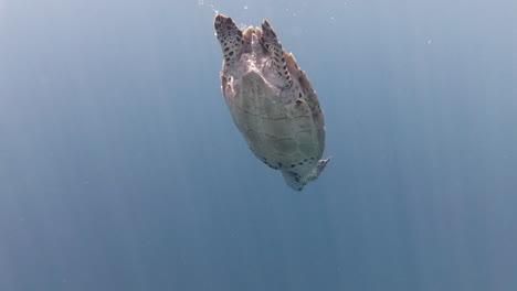 Karettschildkröte-Hängte-Sie-Im-Aquablauen-Ozean-Auf