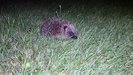 Adorable-young-hedgehog-sitting-on-illuminated-lawn-grass-at-night