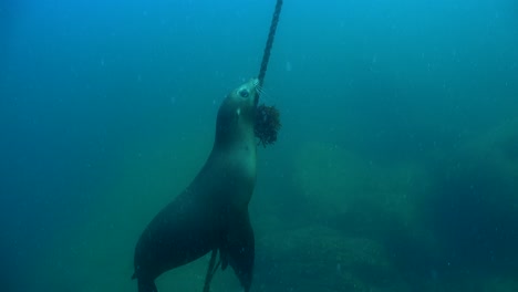 Sea-lion-swimming-underwater-along-buoy-line-in-Sea-of-Cortez