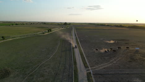Bison-farm-in-Europe-seen-from-the-air
