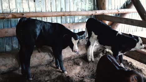 Young-calf-at-a-farm-in-Sinaia,-Romania