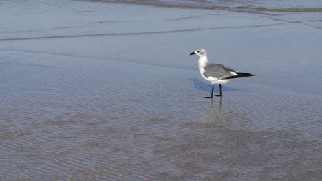 Seagull-walking-along-the-beach-in-rippling-water,-slow-motion